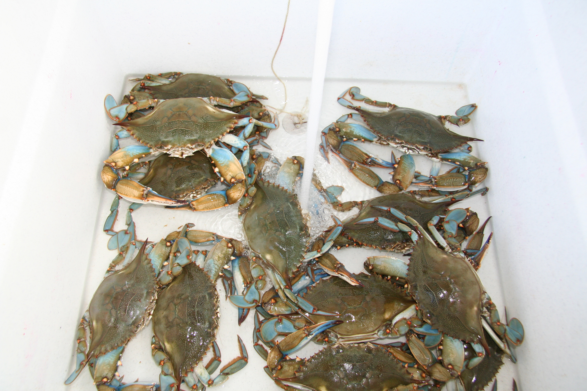 Blaue Schwimmkrabben/blue crabs